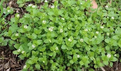 Điều trị viêm khớp gối ở nhà